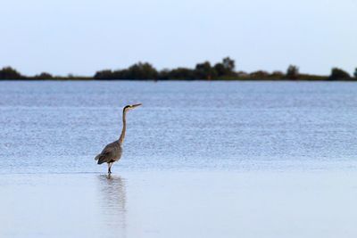 Bird on a lake