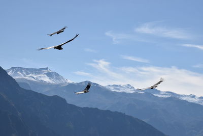 Low angle view of seagulls flying over mountain against sky
