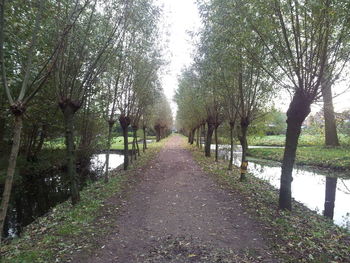 Footpath amidst trees