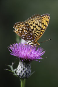 Close-up of butterfly pollinating on purple flower