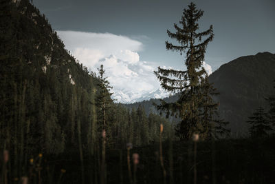 Trees in forest against sky