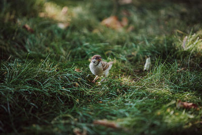 Bird in the grass