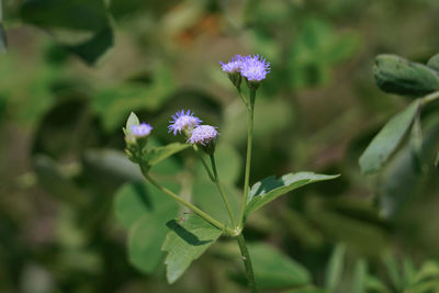 Close-up of purple flowering plant