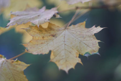 Close-up of maple leaves