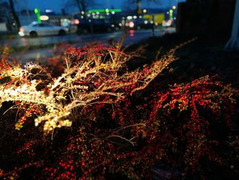 Close-up view of night