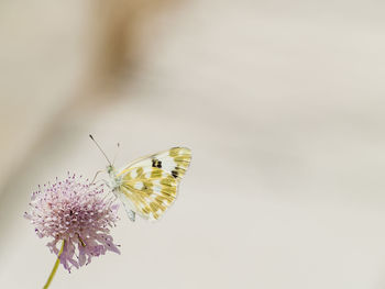 Close-up of butterfly perching on flower