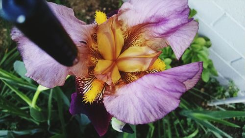 Close-up of purple flower