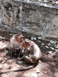 Monkey sitting on wall