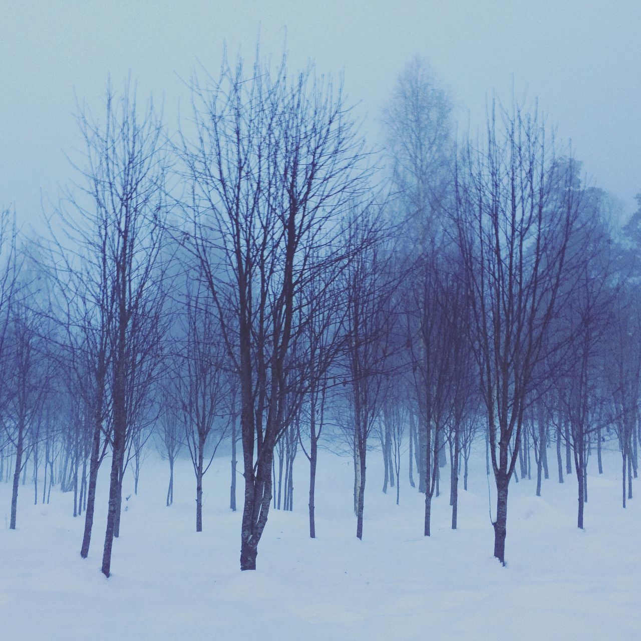 winter, snow, cold temperature, nature, tranquility, beauty in nature, bare tree, tranquil scene, tree, no people, outdoors, landscape, scenics, day, sky