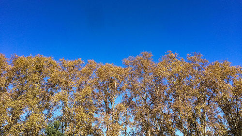 Low angle view of trees against blue sky