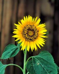 Close-up of yellow sunflower