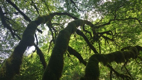 Low angle view of tree in forest