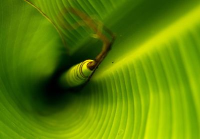 Close-up of green leaf