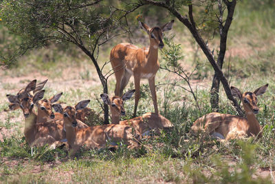 Deer on field against trees