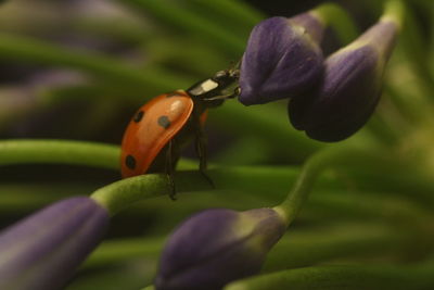 Close-up of ladybug on purple flower