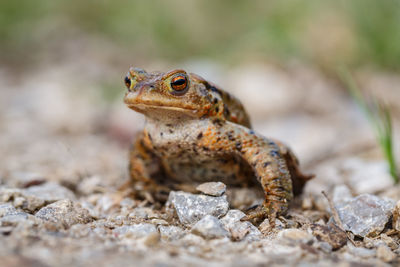 Close-up of lizard on rock