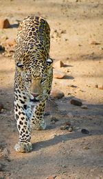 Close-up of leopard