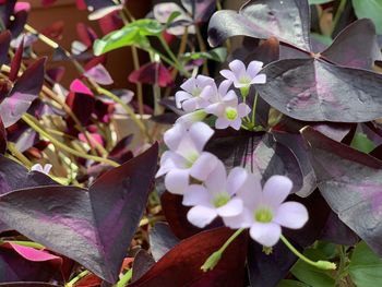 Close-up of white flowering plant