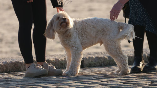 Low section of people with dog standing outdoors