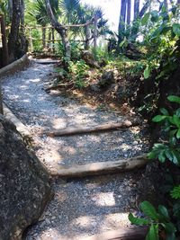Steps leading towards trees