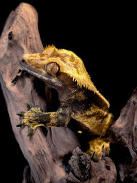 Close-up of lizard