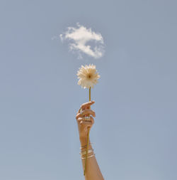 Low angle view of flower against sky