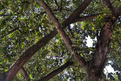 Low angle view of trees