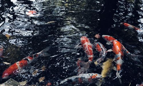 High angle view of koi carps swimming in lake