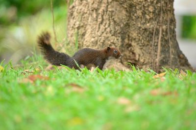 Squirrel on tree trunk