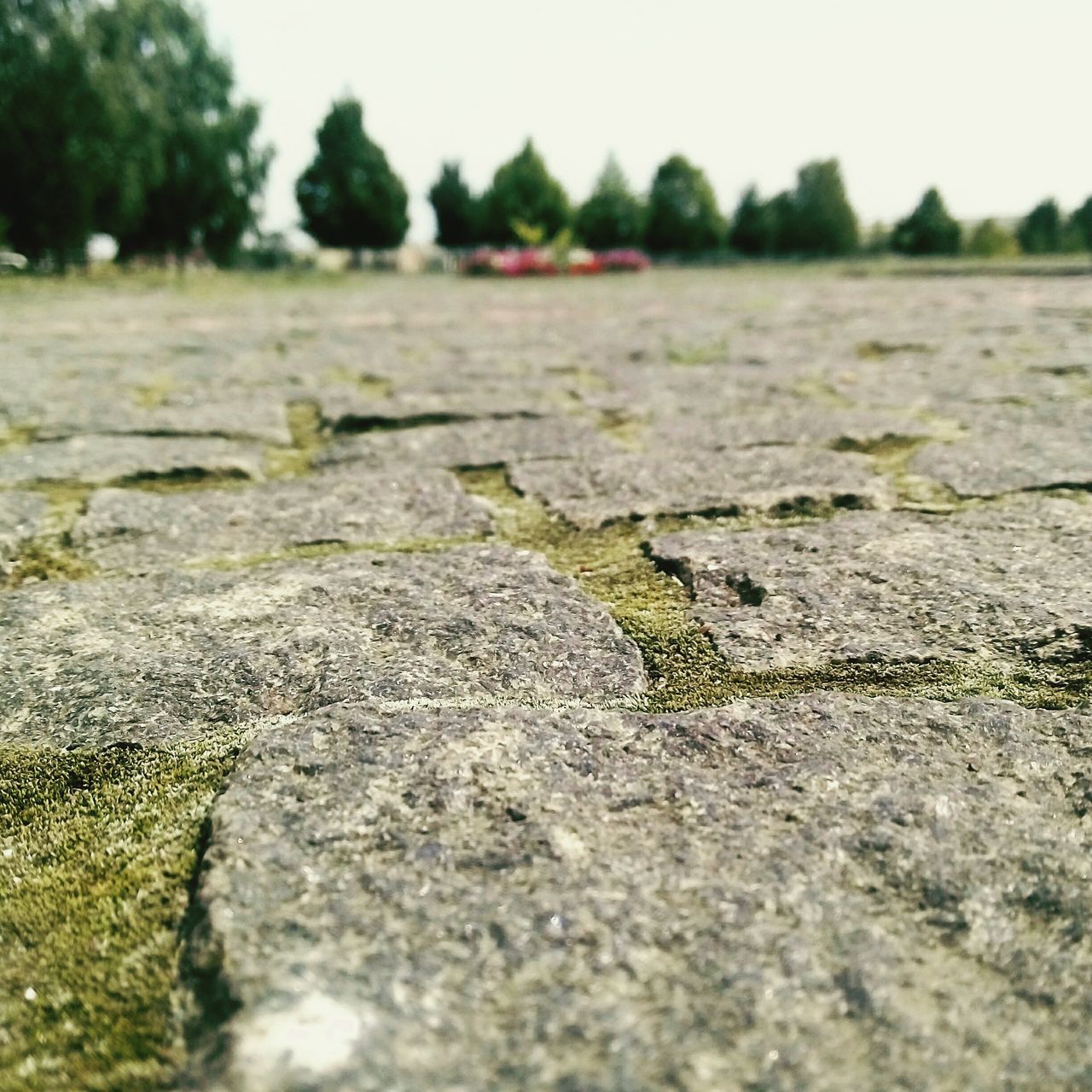 surface level, selective focus, focus on foreground, close-up, the way forward, road, nature, tranquility, asphalt, tree, textured, outdoors, day, transportation, grass, no people, diminishing perspective, field, stone - object, street