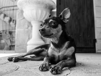 Dog sitting on footpath