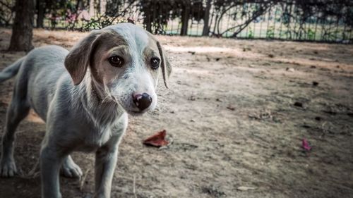 Close-up portrait of dog