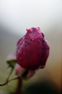 Close-up of red rose