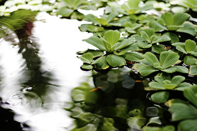 Close-up of leaves