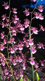 Pink flowers blooming in park