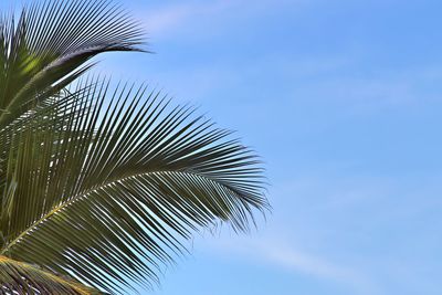 Low angle view of palm tree against blue sky