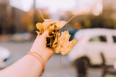 Close-up of hand holding leaves