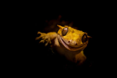 Close-up of frog over black background