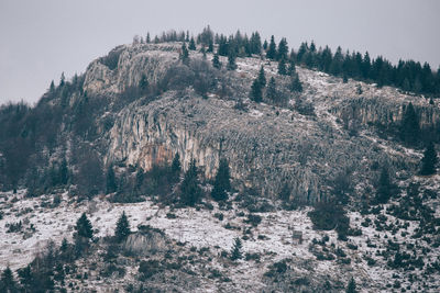 Panoramic view of trees in forest against clear sky