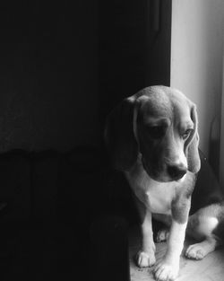 Close-up of puppy sitting