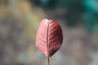 Death of the leaf life