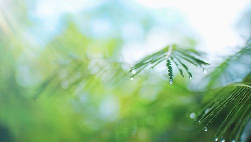 Close-up of raindrops on pine tree