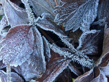Close-up of frozen leaves