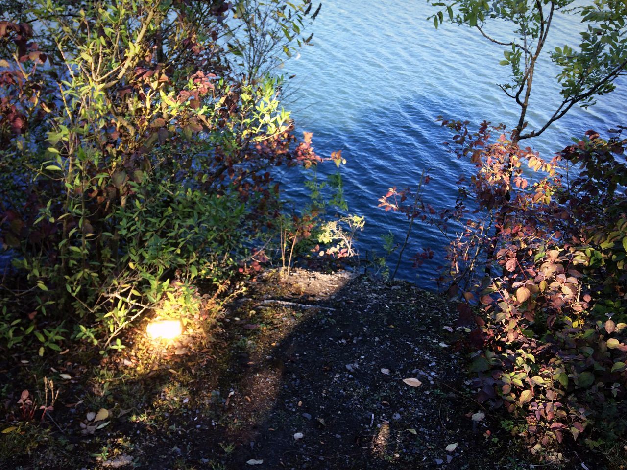 tree, water, growth, lake, tranquil scene, tranquility, scenics, branch, plant, tourism, non-urban scene, nature, vacations, the way forward, sea, beauty in nature, day, outdoors, green color, footpath, no people