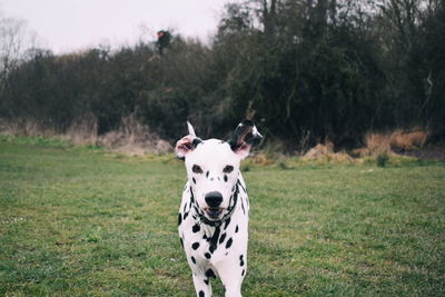 Portrait of dalmatian dog standing on field