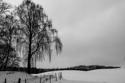 Bare trees on snow field against clear sky