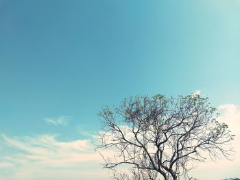 Low angle view of bare tree against clear blue sky