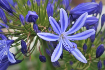 Close-up of blue crocus flowers