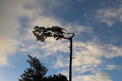 Low angle view of silhouette tree against sky