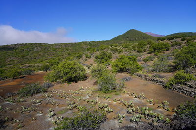 Scenic view of landscape against blue sky